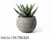 Sansevieria trifasciata growing in modern concrete pot on white background. Стоковое AI-изображение, AI-художник Иван Рябоконь / Фотобанк Лори