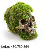 Human skull covered with green moss symbolizing nature reclaiming life. Стоковое AI-изображение, AI-художник Иван Рябоконь / Фотобанк Лори