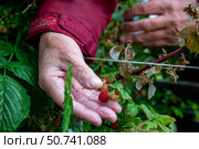 Сбор малины на дачном участке. Стоковое фото, фотограф О. Король/Бизнес Online / ТАСС / Фотобанк Лори