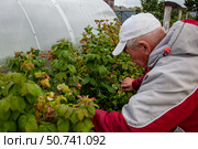 Сбор малины на дачном участке. Стоковое фото, фотограф О. Король/Бизнес Online / ТАСС / Фотобанк Лори