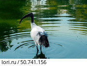 A white graceful ibis bird on the pond. Birdwatching. Natural wallpaper. Стоковое фото, фотограф Алена Аксенова / Фотобанк Лори