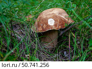 Белый гриб в траве. Стоковое фото, фотограф О. Король/Бизнес Online / ТАСС / Фотобанк Лори