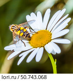 Насекомое Ильница пижамная (Helophilus pendulus) на цветке Нивяника обыкновенного (Leucanthemum vulgare) Стоковое фото, фотограф Евгений Мухортов / Фотобанк Лори