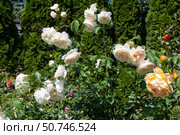 Цветущий куст белой розы в солнечный летний день. Зелёные листья. Blooming white rose bush on a sunny summer day. Cottage garden. Стоковое фото, фотограф Volha Zhurauliova / Фотобанк Лори