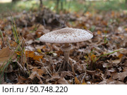 Гриб зонтик пёстрый, Macrolepiota procera, среди опавших листьев, Волгоградская область, Россия. Стоковое фото, фотограф Андрей Цыганков / Фотобанк Лори
