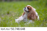 Cavalier King Charles Spaniel dog on a walk in the summer park. Стоковое фото, фотограф Андрей Армягов / Фотобанк Лори