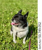 Chihuahua is the smallest black and white dog in the world for a walk in summer. Стоковое фото, фотограф Соболева Наталия / Фотобанк Лори