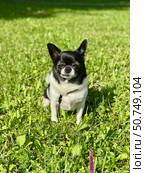 Chihuahua is the smallest black and white dog in the world for a walk in summer. Стоковое фото, фотограф Соболева Наталия / Фотобанк Лори