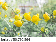 Жёлтые цветы. Цветущая купальница (Trollius asiaticus). Тонированное фото. Yellow flowers. Blossoming globe flowers (Trollius asiaticus). Toned image. Стоковое фото, фотограф AllNikArt / Фотобанк Лори
