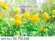 Жёлтые цветы. Цветущая купальница (Trollius asiaticus). Yellow flowers. Blossoming globe flowers (Trollius asiaticus) Стоковое фото, фотограф AllNikArt / Фотобанк Лори