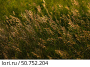 Стебли мятлика лугового в лучах вечернего солнца. Poa pratensis. Стоковое фото, фотограф Евгений Зимин / Фотобанк Лори