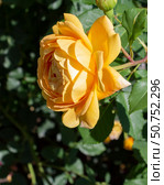 Жёлтая роза крупным планом. Роза цветёт в саду. Солнечный летний день. Yellow rose rose close up. Rose blooming in a cottage garden. Стоковое фото, фотограф Volha Zhurauliova / Фотобанк Лори