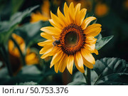 Honey bee pollinating sunflower in bloom during summer. Стоковое AI-изображение, AI-художник Иван Рябоконь / Фотобанк Лори