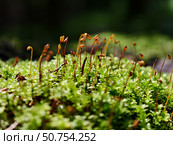 Close-up photo of green moss in the forest natural evironment. Стоковое фото, фотограф Сергей Пристяжнюк (Serg Zastavkin) / Фотобанк Лори