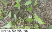 Ants collect something edible from the bones lying on the ground and carry it to the anthill. Other ants collect building materials for the anthill. Стоковое видео, видеограф Андрей Жигальцов / Фотобанк Лори