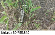 Ants collect something edible from the bones lying on the ground and carry it to the anthill. Other ants collect building materials for the anthill. Стоковое видео, видеограф Андрей Жигальцов / Фотобанк Лори