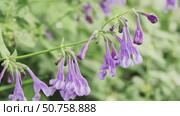Цветы Котовника сибирского. Close-up video of Siberian catmint Nepeta sibirica flowers with dew drops. Стоковое видео, видеограф Сергей Пристяжнюк (Serg Zastavkin) / Фотобанк Лори