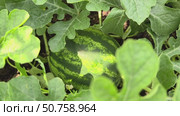 Выращивание арбузов в Сибири. Watermelon fruit surrounded by stems and leaves in the garden. Стоковое видео, видеограф Сергей Пристяжнюк (Serg Zastavkin) / Фотобанк Лори