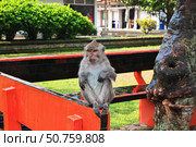 Monkey Forest, Bali Zoo, Indonesia (2016 год). Стоковое фото, фотограф Сергей Стрелков / Фотобанк Лори