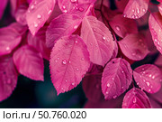 Vibrant pink leaves glistening with dewdrops in nature's embrace. Стоковое AI-изображение, AI-художник Иван Рябоконь / Фотобанк Лори