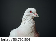 White dove posing on dark background, elegance and purity in avian photography. Стоковое AI-изображение, AI-художник Иван Рябоконь / Фотобанк Лори