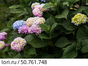 Hydrangea macrophylla (Hydrangea macrophylla). Summer background with flowers. Beautiful landscape in nature with blooming hydrangeas. Beautiful hydrangeas blooming in pink and blue shades. Стоковое фото, фотограф Photojuli / Фотобанк Лори