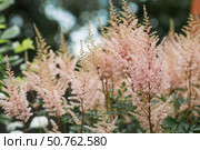 Astilba, or Astilbe (Latin. Astilbe) is a plant of the Saxifragaceae family. Pink flower background. A beautiful, healthy astilbe, blooming in pink tones. Стоковое фото, фотограф Photojuli / Фотобанк Лори