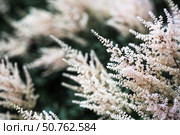 Astilba, or Astilbe (Latin. Astilbe) is a plant of the Saxifragaceae family. Pink flower background. A beautiful, healthy astilbe, blooming in pink tones. Стоковое фото, фотограф Photojuli / Фотобанк Лори