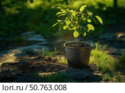 Potted plant serves as interim home before joining forest. Стоковое AI-изображение, AI-художник Броницкая Галина / Фотобанк Лори