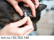 Close-up of hands applying spot-on flea and tick medication to nape of a dark-furred cat's neck, emphasizing precise pet healthcare. Стоковое фото, фотограф Елена Никишина / Фотобанк Лори