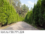 Live hedge from Thuja western Smaragd. Стоковое фото, фотограф Татьяна Васильева / Фотобанк Лори