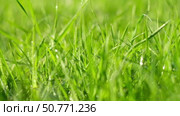 Juicy bright green grass in sunlight. Close up. Lawn background. Texture of new grass growing in field. Meadow on warm sunset or sunrise time. Tranquil nature scene. Golden hour. Greenery, dew drops. Стоковое видео, видеограф Марина Демидюк / Фотобанк Лори
