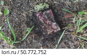 The ants found a bone with meat on the ground next to the anthill. They bite off pieces of meat and run home with their prey. The video shows pieces in the ants' jaws. Стоковое видео, видеограф Андрей Жигальцов / Фотобанк Лори