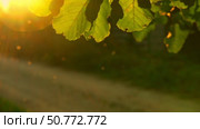 Abstract warm light landscape with defocused many mosquitoes, small flying midges flock and three leaves on golden hour sunset or sunrise time. Lens flare. Tranquil nature background. Soft sunlight. Стоковое видео, видеограф Марина Демидюк / Фотобанк Лори