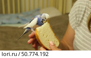 Owner man feeding a budgie. Close-up. White blue budgerigar perching on the hand. Pet bird is eating cucumber from human palm. Cozy Indoor Setting. Person is gently handfeeding a parrot in bright room. Стоковое видео, видеограф Марина Демидюк / Фотобанк Лори