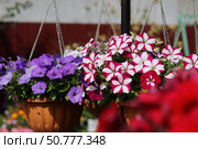 Петунии в подвесном кашпо. Стоковое фото, фотограф Юлия Сергеевна Купина / Фотобанк Лори