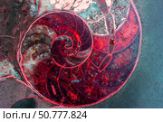 Abstract photo of a cut stone with a red ammonite texture with a golden section close-up. Стоковое фото, фотограф Андрей С / Фотобанк Лори