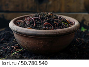 Breeding red wiggler worms for composting and vermiculture in clay pot. Стоковое AI-изображение, AI-художник Иван Рябоконь / Фотобанк Лори