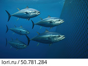 A School of Bluefin Tuna Swimming Gracefully in Deep Ocean Waters, Capturing the Beauty of Marine Life and Underwater Ecosystems. Стоковое AI-изображение, AI-художник Башкирова Анна / Фотобанк Лори