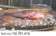 Fresh fish, large crucian carp on a cutting board. Стоковое видео, видеограф Александр Прошкин / Фотобанк Лори