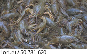 Live crayfish in a basket. Стоковое видео, видеограф Александр Прошкин / Фотобанк Лори