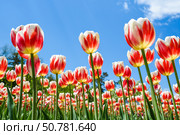 Horizontal view of Happy Generation Triumph tulips in bloom. Red-streaked white petals form a vibrant carpet under a clear spring sky. Стоковое фото, фотограф Татьяна Терехина / Фотобанк Лори