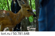 Close-up of a European roe deer eating green leaves in a forest. The young buck has developing antlers and stands near people in the shaded woods. Стоковое фото, фотограф Татьяна Терехина / Фотобанк Лори