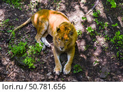 A majestic male lion lies on a forest floor covered with leaves and greenery. Captured in the natural habitat of Primorsky Krai, Russian Far East. Стоковое фото, фотограф Татьяна Терехина / Фотобанк Лори