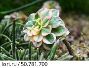 Close-up of Aeonium Sunburst, a colorful variegated succulent with green, cream, and pink rosette leaves, growing in a desert-style garden. Стоковое фото, фотограф Татьяна Терехина / Фотобанк Лори