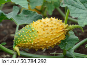 Kiwano fruit growing on a vine in the garden. Стоковое AI-изображение, AI-художник Иван Рябоконь / Фотобанк Лори
