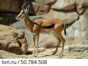 Slender horned gazelle standing proudly on rocky hill. Стоковое AI-изображение, AI-художник Иван Рябоконь / Фотобанк Лори