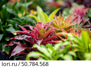 Red bromeliad growing among green plants in garden center. Стоковое AI-изображение, AI-художник Иван Рябоконь / Фотобанк Лори