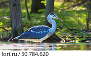 A majestic blue heron embodies tranquility and elegance standing in a flowing river. Стоковое AI-видео, аниматор ketpro.design / Фотобанк Лори