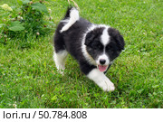Dog puppy is running on the grass in the garden. A cross between a Bernese Mountain Dog and a Samoyed. Стоковое фото, фотограф Сергей Пристяжнюк (Serg Zastavkin) / Фотобанк Лори